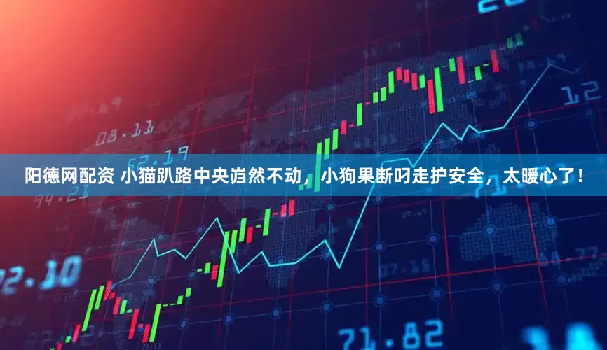 阳德网配资 小猫趴路中央岿然不动，小狗果断叼走护安全，太暖心了！